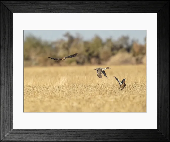 Framed Print : Picture No. 11051151 Framed Print : Picture No. 11051151