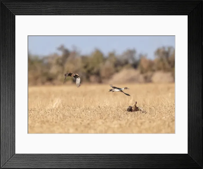 Framed Print : Picture No. 11051152 Framed Print : Picture No. 11051152