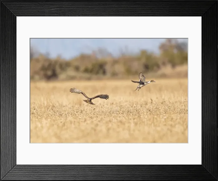 Framed Print : Picture No. 11051150 Framed Print : Picture No. 11051150
