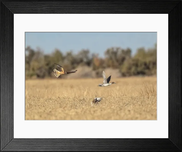 Framed Print : Picture No. 11051153 Framed Print : Picture No. 11051153