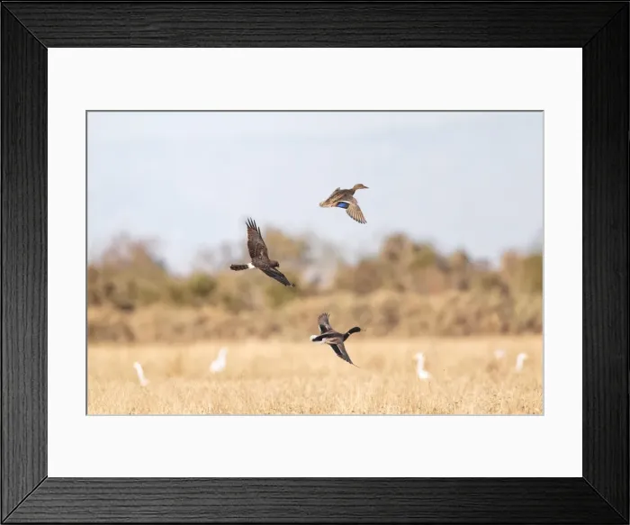 Framed Print : Picture No. 11051154 Framed Print : Picture No. 11051154
