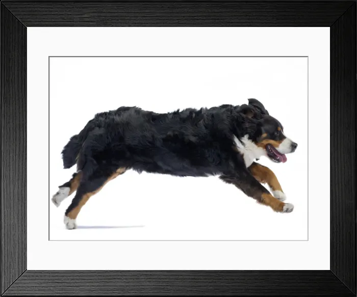 Framed Print : Picture No. 11051156 Framed Print : Picture No. 11051156