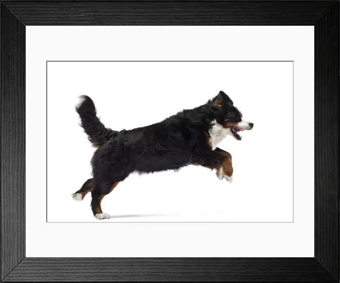 Framed Print : Picture No. 11051159