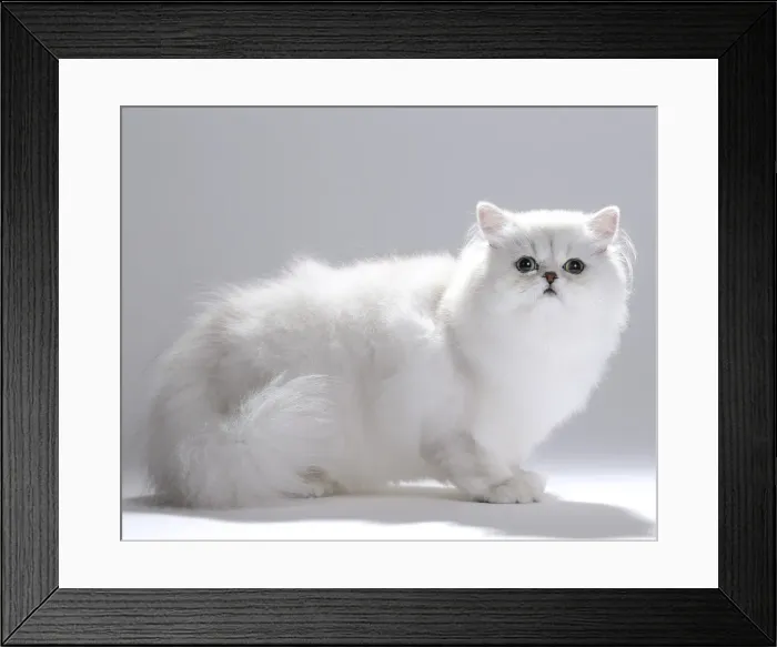 Framed Print : Picture No. 11051163 Framed Print : Picture No. 11051163