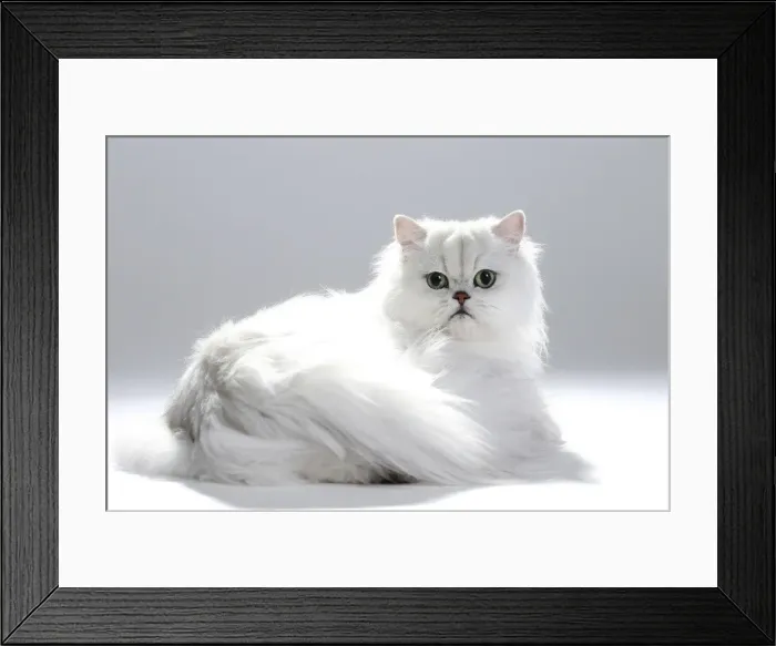Framed Print : Picture No. 11051164 Framed Print : Picture No. 11051164