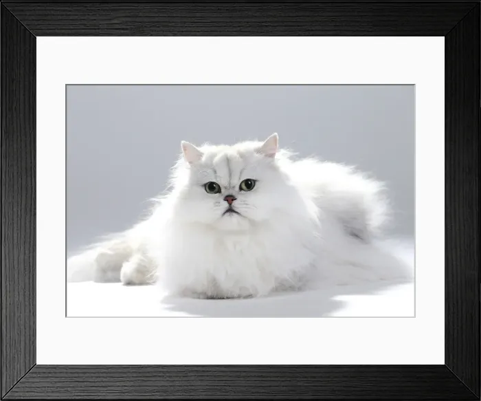 Framed Print : Picture No. 11051165