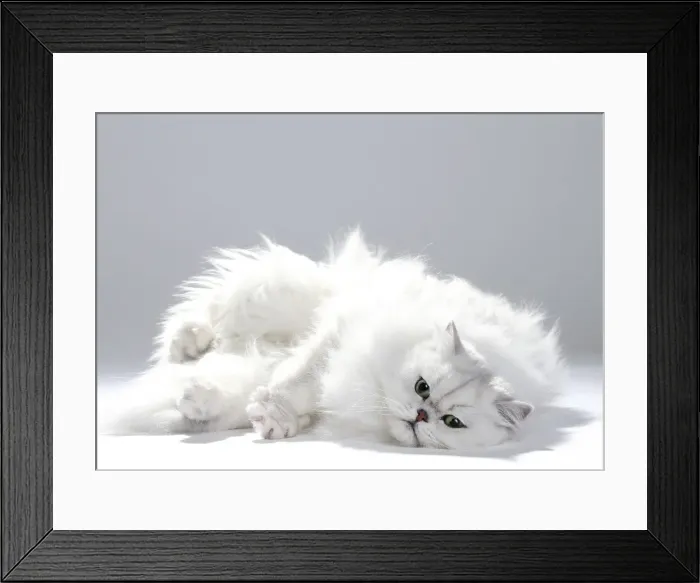 Framed Print : Picture No. 11051166