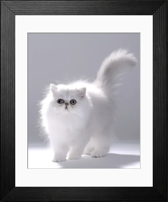 Framed Print : Picture No. 11051162