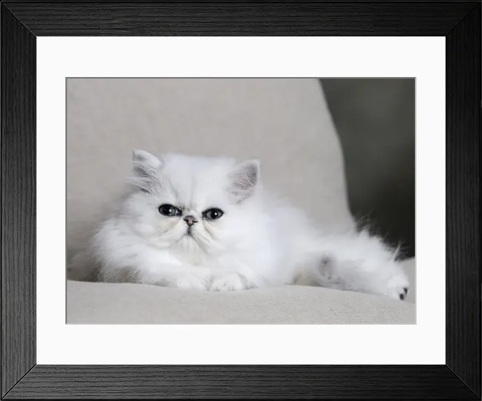 Framed Print : Picture No. 11051168