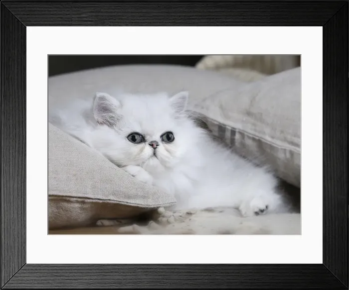 Framed Print : Picture No. 11051167 Framed Print : Picture No. 11051167