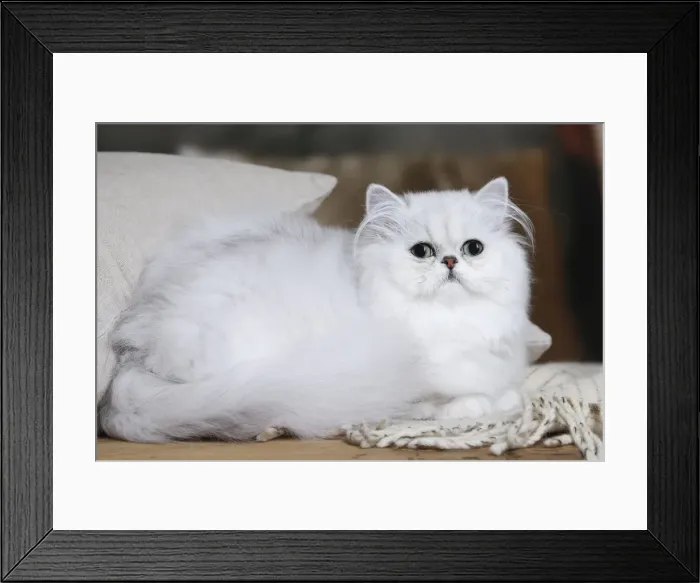 Framed Print : Picture No. 11051170