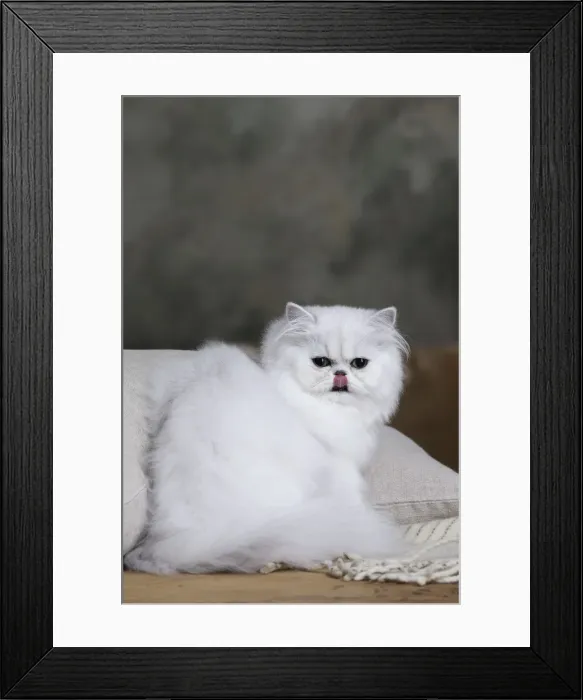 Framed Print : Picture No. 11051172
