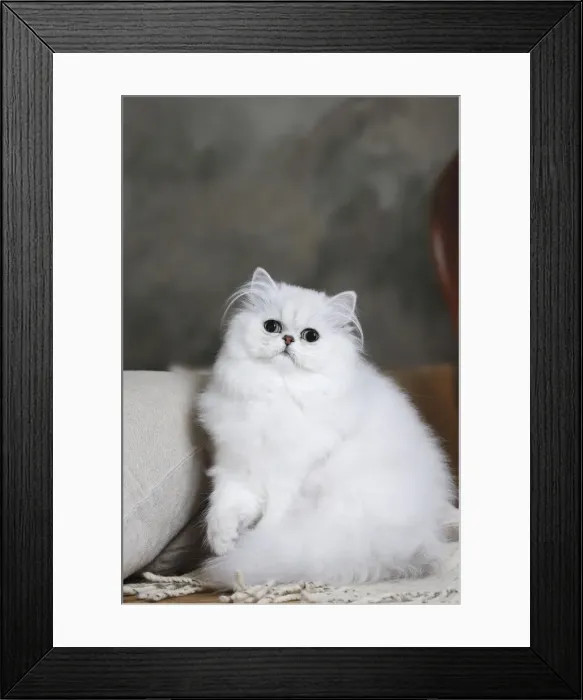 Framed Print : Picture No. 11051173
