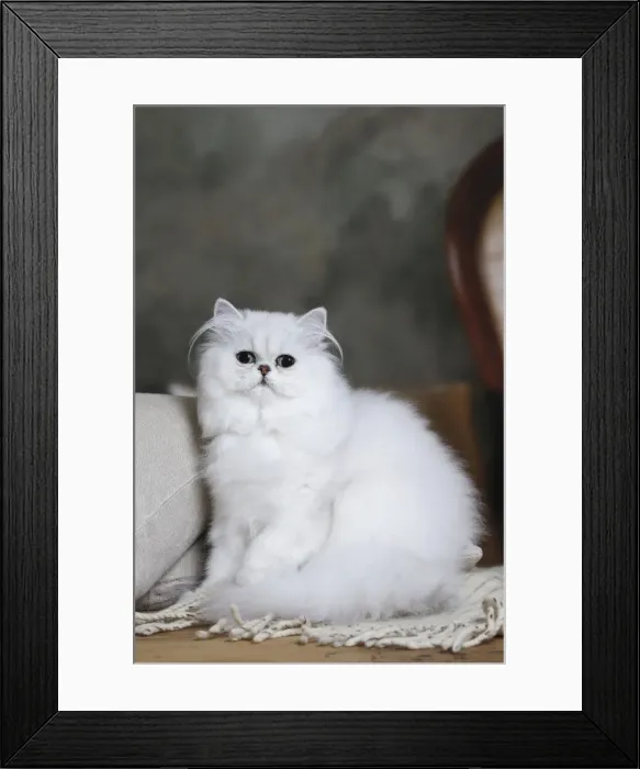 Framed Print : Picture No. 11051174 Framed Print : Picture No. 11051174