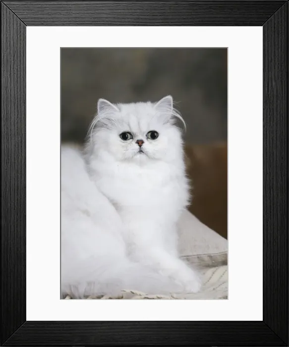 Framed Print : Picture No. 11051175 Framed Print : Picture No. 11051175