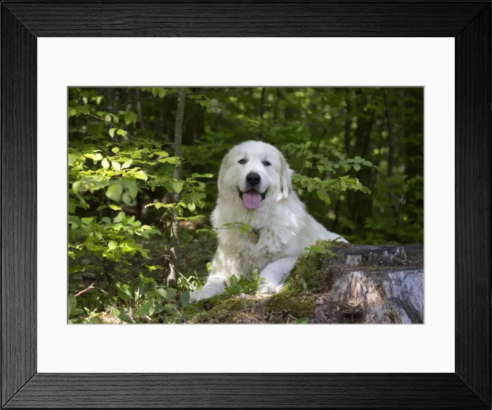 Framed Print : Picture No. 11051176 Framed Print : Picture No. 11051176