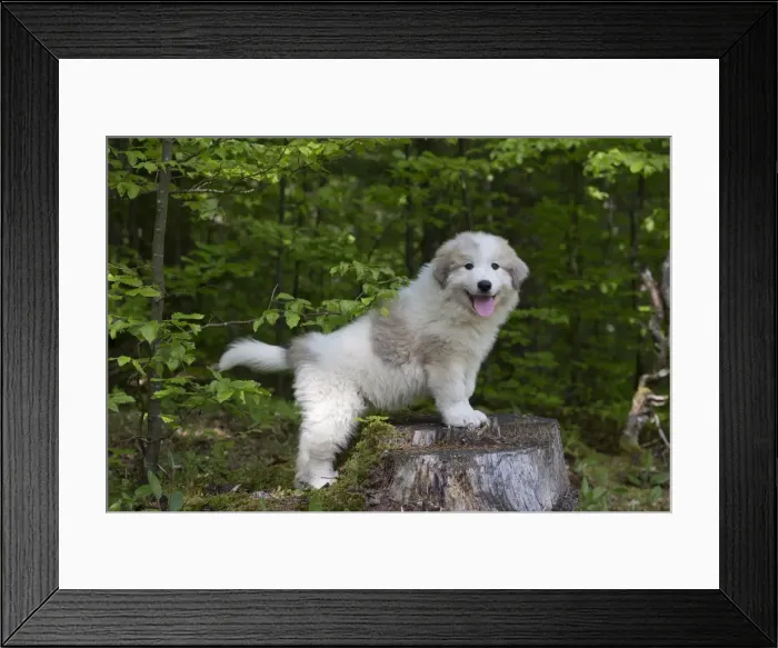 Framed Print : Picture No. 11051177 Framed Print : Picture No. 11051177