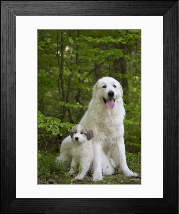 Framed Print : Picture No. 11051179 Framed Print : Picture No. 11051179