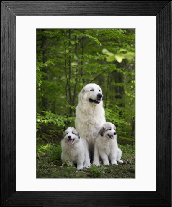 Framed Print : Picture No. 11051180 Framed Print : Picture No. 11051180
