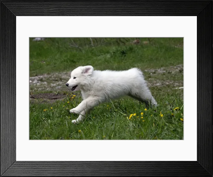 Framed Print : Picture No. 11051189 Framed Print : Picture No. 11051189