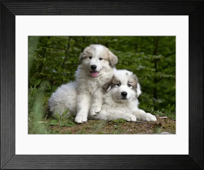Framed Print : Picture No. 11051190 Framed Print : Picture No. 11051190