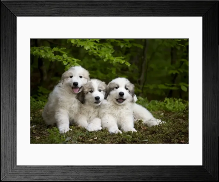 Framed Print : Picture No. 11051191 Framed Print : Picture No. 11051191