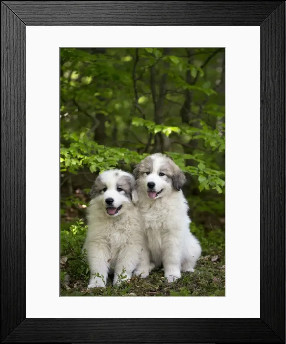 Framed Print : Picture No. 11051193 Framed Print : Picture No. 11051193