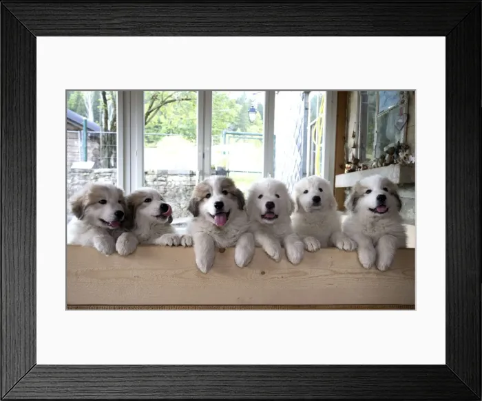Framed Print : Picture No. 11051194 Framed Print : Picture No. 11051194