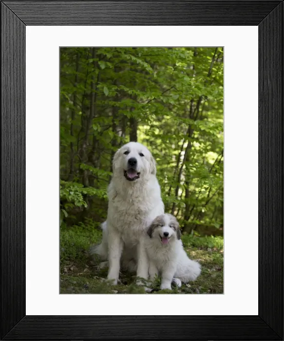 Framed Print : Picture No. 11051195 Framed Print : Picture No. 11051195
