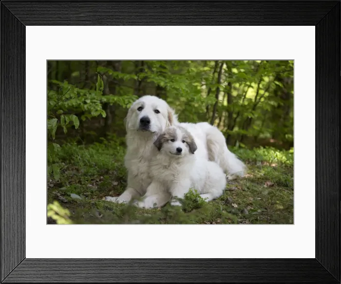 Framed Print : Picture No. 11051196 Framed Print : Picture No. 11051196