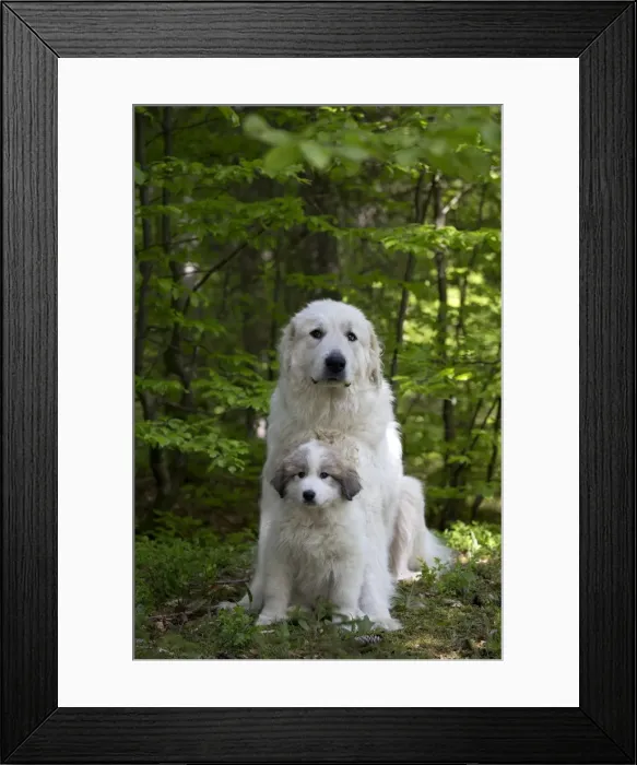 Framed Print : Picture No. 11051197 Framed Print : Picture No. 11051197