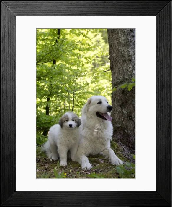 Framed Print : Picture No. 11051198 Framed Print : Picture No. 11051198