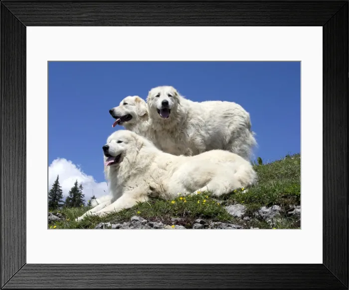 Framed Print : Picture No. 11051199 Framed Print : Picture No. 11051199