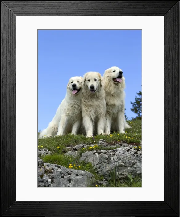 Framed Print : Picture No. 11051200 Framed Print : Picture No. 11051200