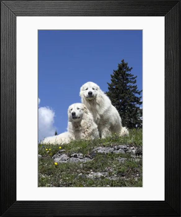 Framed Print : Picture No. 11051201 Framed Print : Picture No. 11051201