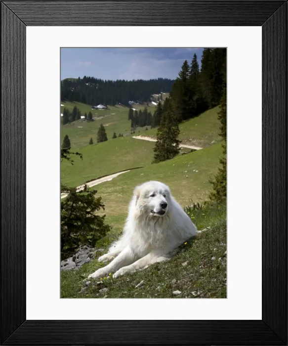 Framed Print : Picture No. 11051202 Framed Print : Picture No. 11051202