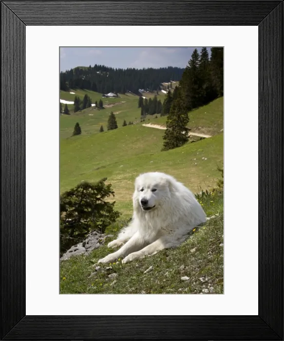 Framed Print : Picture No. 11051203 Framed Print : Picture No. 11051203