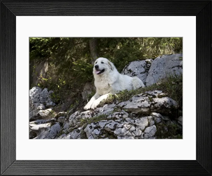 Framed Print : Picture No. 11051204 Framed Print : Picture No. 11051204