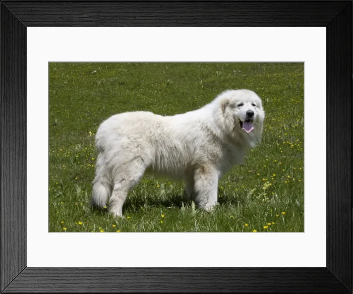 Framed Print : Picture No. 11051205 Framed Print : Picture No. 11051205