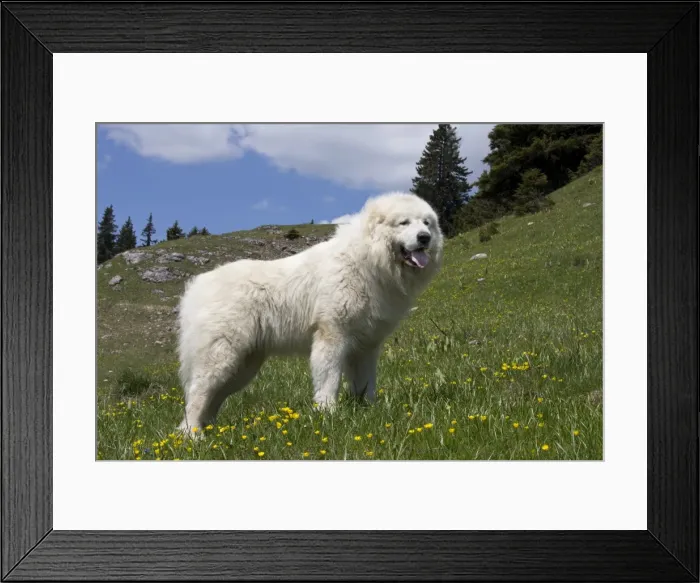 Framed Print : Picture No. 11051206