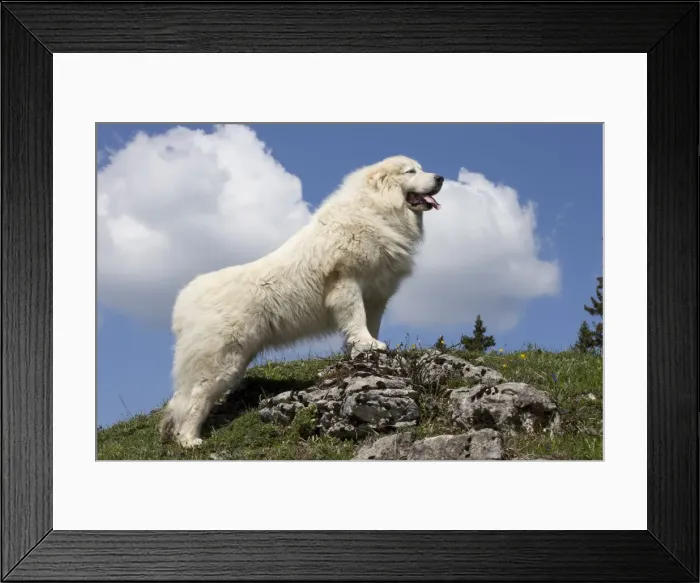 Framed Print : Picture No. 11051207