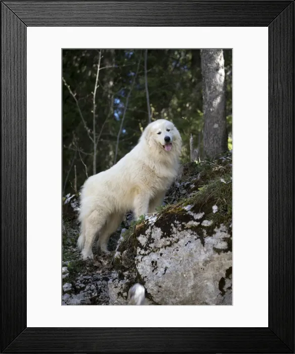 Framed Print : Picture No. 11051208 Framed Print : Picture No. 11051208
