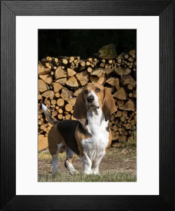 Framed Print : Picture No. 11051212 Framed Print : Picture No. 11051212