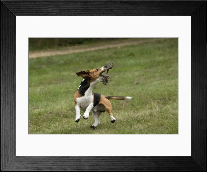 Framed Print : Picture No. 11051213 Framed Print : Picture No. 11051213