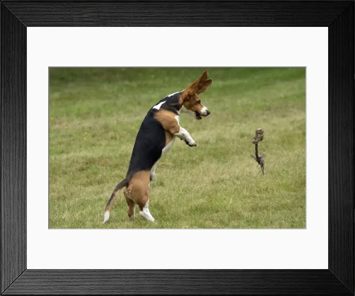 Framed Print : Picture No. 11051214 Framed Print : Picture No. 11051214
