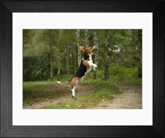 Framed Print : Picture No. 11051216 Framed Print : Picture No. 11051216