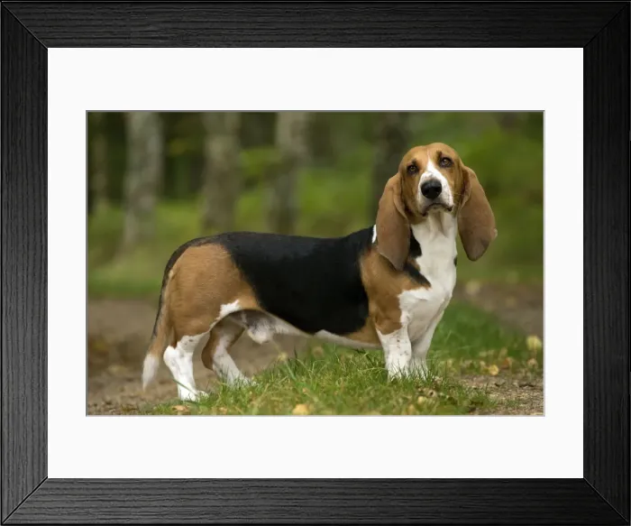 Framed Print : Picture No. 11051218 Framed Print : Picture No. 11051218