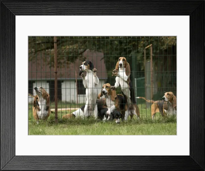 Framed Print : Picture No. 11051219 Framed Print : Picture No. 11051219