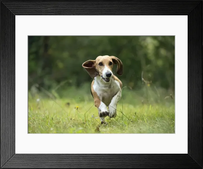 Framed Print : Picture No. 11051221 Framed Print : Picture No. 11051221