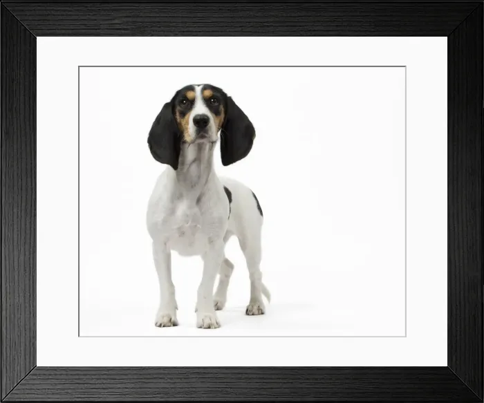 Framed Print : Picture No. 11051223 Framed Print : Picture No. 11051223